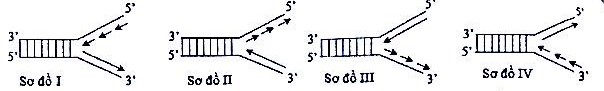 Sơ đồ nào sau đây mô tả đúng về giai đoạn kéo dài mạch polynucleotide mới trên 1 chạc chữ Y trong quá trình nhân đôi DNA ở sinh vật nhân sơ?   A. Sơ đồ IV.	B. Sơ đồ I.	C. Sơ đồ II.	D. Sơ đồ III. (ảnh 1)