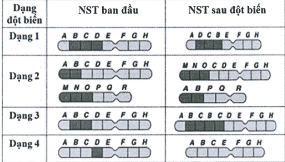 Trong các dạng đột biến NST ở hình dưới đây, dạng đột biến nào được ứng dụng nghiên cứu để lập bản đồ di truyền ? (ảnh 1)