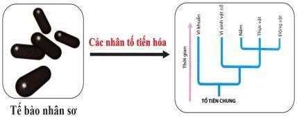 Hình dưới đây mô tả giai đoạn nào của quá trình phát sinh sự sống trên trái đất?    A. Tiến hóa hóa học.                                  B. Tiến hóa tiền sinh học. C. Tiến hóa sinh học.                                 D. Tiến hóa hậu sinh học (ảnh 1)