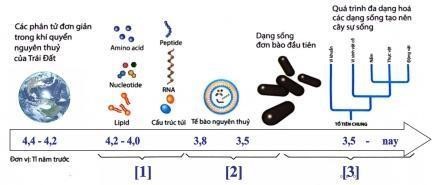 Hình dưới đây mô tả các giai đoạn nào của quá trình phát sinh sự sống trên trái đất.   Có bao nhiêu phát biểu sau đây đúng với hình trên? (ảnh 1)