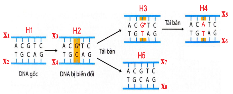 Hình sau đây mô tả cơ chế xảy ra đột biến của DNA gốc/ gene. Có bao nhiêu nhận định sau đây là Sai về hình này? (ảnh 1)