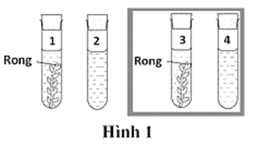 Một thí nghiệm sử dụng rong đuôi chồn được bố trí như Hình 1: ống 1 và ống 2 có chiếu sáng; ống 3 và ống 4 đặt trong tối; các điều kiện thí nghiệm khác là như nhau. Ở ống nghiệm nào bọt khí O2 được tạo ra nhiều nhất? (ảnh 1)