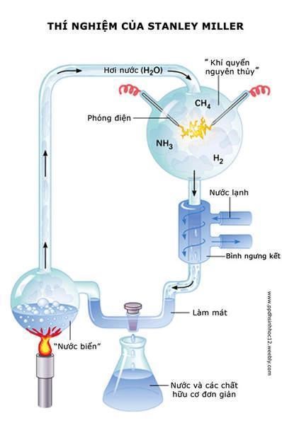 Hình bên mô tả thí nghiệm của S. Miller và H. Urey. Các chất hữu cơ đơn giản thu được là sản phẩm của giai đoạn tiến hóa   	A. tiền sinh học.	B. sinh học.	C. hóa học.		D. tiền hóa học. (ảnh 1)