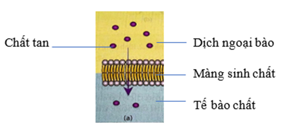 Hình 1 thể hiện sự vận chuyển chất qua màng tế bào theo phương thức nào sau đây?   (ảnh 1)