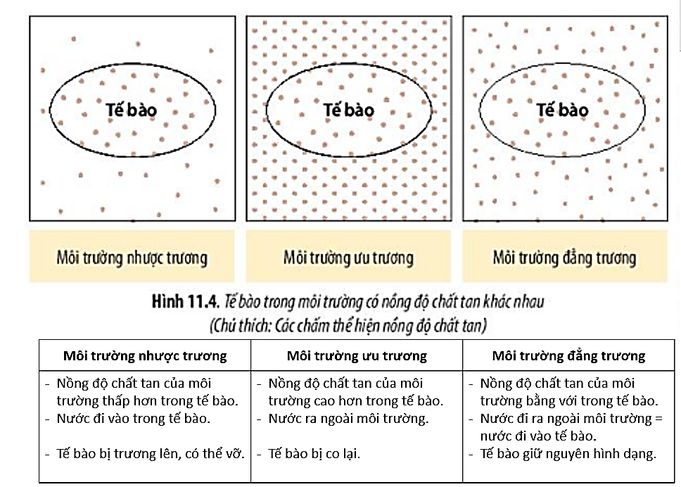 Các hình từ trái qua phải của Hình 1 lần lượt thể hiện các loại môi trường của tế bào là: (ảnh 1)
