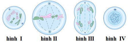 Hình nào sau đây mô tả kì giữa của quá trình nguyên phân của 1 tế bào lưỡng bội? A. Hình IV. B. Hình III. C. Hình II. D. Hình I (ảnh 1)