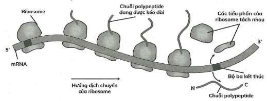 Hình dưới đây thể hiện quá trình dịch mã của nhiều ribosome tham gia vào quá trình tổng hợp protein. Theo lí thuyết, có bao nhiêu chuỗi polypeptide được tạo thành theo sơ đồ này?  (ảnh 1)