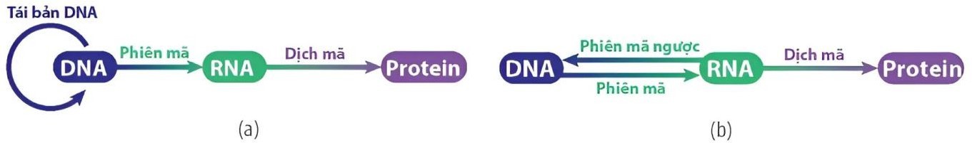 Hình vẽ sau mô tả các cơ chế di truyền ở cấp độ phân tử: (ảnh 1)