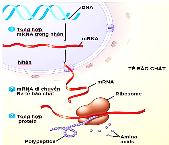 Hình dưới đây thể hiện các giai đoạn của các cơ chế di truyền xảy ra trong tế bào. Nếu quá trình di chuyển mRNA từ nhân ra tế bào chất bị gián đoạn, điều gì sẽ xảy ra? (ảnh 1)