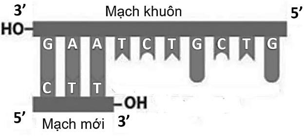 Hình vẽ bên minh họa quá trình tổng hợp mạch mới dựa trên trình tự của 1 đoạn DNA mạch khuôn. Các nucleotide được bổ sung thêm vào mạch mới đang tổng hợp theo trình tự nào sau đây? (ảnh 1)