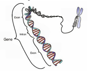 Quan sát hình và cho biết gene ở hình dưới đây không có ở loài sinh vật nào sau đây? A. Nấm men. B. Vi khuẩn “E.Coli”. C. Ruồi giấm. D. Đậu Hà Lan. (ảnh 1)