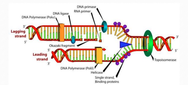 Cho hình mô tả cơ chế tái bản DNA trên chạc tái bản như sau. Trình tự đúng về tác động của các loại enzyme cơ bản tham gia xúc tác cho quá trình tái bản DNA ở chạc tái bản (chạc chữ Y) là (ảnh 1)