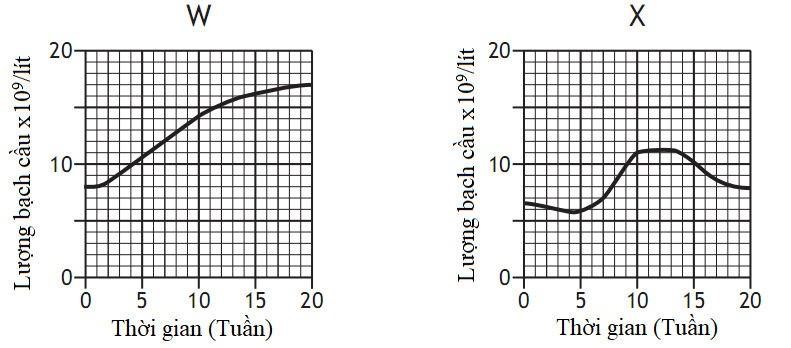 X&eacute;t nghiệm m&aacute;u để đo số lượng bạch cầu (leucocytes. thường được sử dụng để chỉ ra t&igrave;nh trạng nhiễm tr&ugrave;ng hoặc bệnh tật. (ảnh 1)