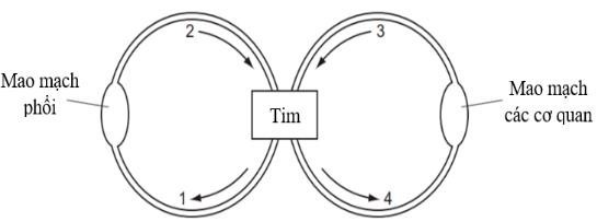 Hình bên mô tả hệ tuần hoàn máu ở người bình thường (các mũi tên chỉ chiều của dòng máu trong hệ mạch). Phát biểu nào sau đây không đúng? (ảnh 1)