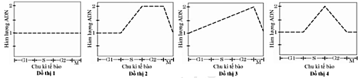 Các đồ thị hình bên phản ánh về sự biến đổi hàm lượng DNA trong một tế bào. (ảnh 1)