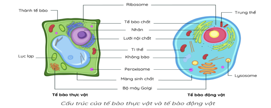 Hãy quan sát hình dưới đây và cho biết bào quan nào chỉ có ở tế bào thực vật?      A. Lục lạp.		B. Lysosome.	               C. Thành tế bào	.	D. Trung thể. (ảnh 1)