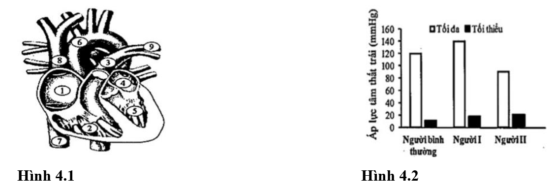 Hình 4.1 mô phỏng giải phẫu tim và mạch ở người bình thường với các vị trí mô tả được đánh số từ (1) tới (9). Hình 4.2 biểu thị giá trị áp lực tâm thất trái ghi được ở trạng thái nghỉ ngơi của 3 người: người bình thường, người I và người II. (ảnh 1)