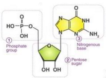 Hình 1 là đơn phân của phân tử sinh học nào (ảnh 1)