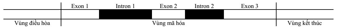 Hình dưới đây mô tả khái quát các thành phần cấu trúc một gene ở sinh vật nhân thực. Thành phần cấu trúc nào chứa bộ ba kết thúc quá trình dịch mã? (ảnh 1)