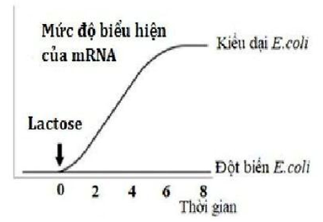 Sơ đồ dưới đây thể hiện sự biểu hiện mRNA ở tế bào E. coli kiểu dại (bình thường) và các kiểu đột biến sau khi lactose được bổ sung vào môi trường nuôi cấy cạn kiệt glucose. Nhận định nào sau đây mô tả chính xác dạng đột biến ở thí nghiệm này? (ảnh 1)