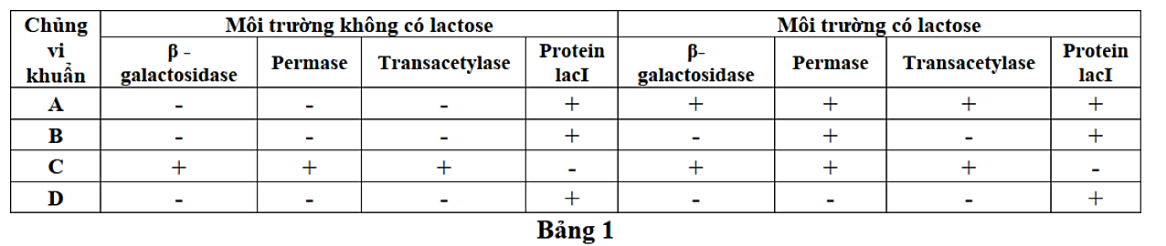 Ở vi khuẩn E.coli kiểu dại, sự biểu hiện của gene lacZ (mã hóa β-galactosidase), gene lacY (mã hóa permease), gene lacA (mã hóa transacetylase) thuộc operon lac phụ thuộc vào sự có mặt của lactose trong môi trường nuôi cấy (ảnh 1)
