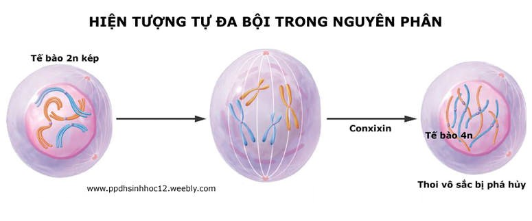 Hình vẽ dưới thể hiện một cơ chế để gây đột biến đa bội. Khi đề cập đến vấn đề này, phát biểu nào sai ? (ảnh 1)