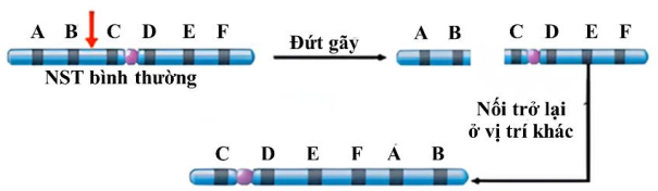 Hình vẽ bên mô tả cơ chế phát sinh dạng đột biến cấu trúc nhiễm sắc thể nào sau đây? A. Đảo đoạn nhiễm sắc thể. B. Mất đoạn nhiễm sắc thể. C. Chuyển đoạn tương hỗ giữa các nhiễm sắc thể. D. Chuyển đoạn trong một nhiễm sắc thể. (ảnh 1)