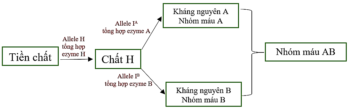 Ở người, sự hình thành nhóm máu ABO do hoạt động phối hợp của 2 gene H và I, được thể hiện trong sơ đồ hình bên dưới. Allele lặn h và allele lặn IO đều không tổng hợp được enzyme tương ứng. Gene  H và gene  I (ảnh 1)