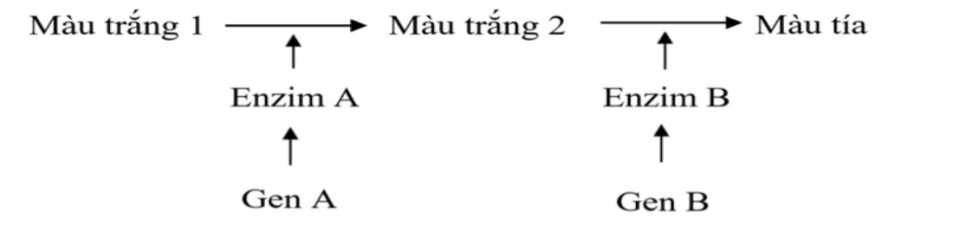 Ở ngô, sự tổng hợp sắc tố màu tía được qui định bởi 2 gene A và B tương tác theo sơ đồ hình bên. Một đột biến vô nghĩa là UAG xuất hiện ở các gene A và B tạo nên các alen tương ứng là a, b (ảnh 1)