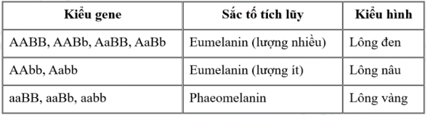 Ở chó Labrador, màu sắc lông do hai locus gene  phân li độc lập quy định, những con chó của dòng này sẽ có thể có lông vàng, nâu hoặc đen tùy thuộc vào sự có mặt của sắc tố, sự tương tác giữa các gene  quy định kiểu hình được mô tả ngắn gọn như sau. (ảnh 1)