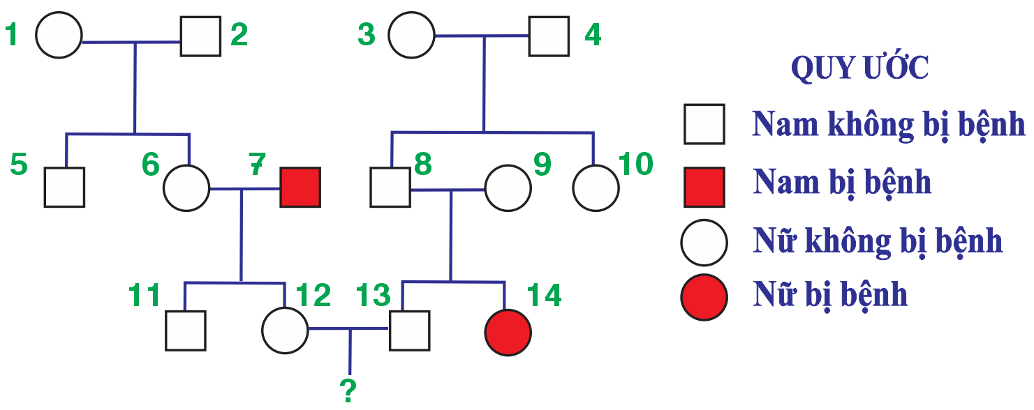 Sơ đồ phả hệ sau đây mô tả một bệnh di truyền ở người do một alen lặn nằm trên nhiễm sắc thể thường quy định, alen trội tương ứng quy định không bị bệnh.  (ảnh 1)