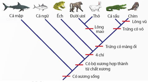Dưới đây mô tả mối quan hệ tiến hoá giữa các loài trong cây phát sinh chủng loại. Hai loài nào có quan hệ tiến hóa gần nhất? (ảnh 1)