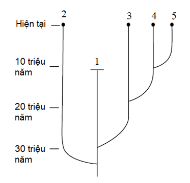 Hình bên mô tả cây phát sinh chủng loại, loài số bao nhiêu có khả năng xuất hiện sớm nhất? (ảnh 1)