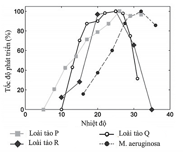 Vi khuẩn lam là vi khuẩn sống dưới nước rất giống với tảo và được tìm thấy ở vùng biển nhiệt đới do khả năng sinh trưởng nhanh ở những khu vực ấm áp, nhiệt độ cao.  (ảnh 1)