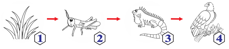 Hình mô tả chuỗi thức ăn ở hệ sinh thái đồng cỏ như sau:    Nhận định nào sau đây sai? (ảnh 1)