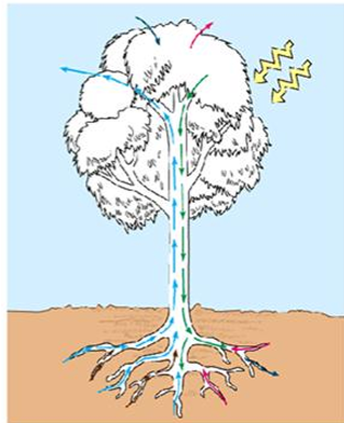 Quan sát chiều mũi tên trong hình bên dưới, hãy cho biết quá trình trao đổi nước ở thực vật gồm những quá trình nào sau đây?  (ảnh 1)