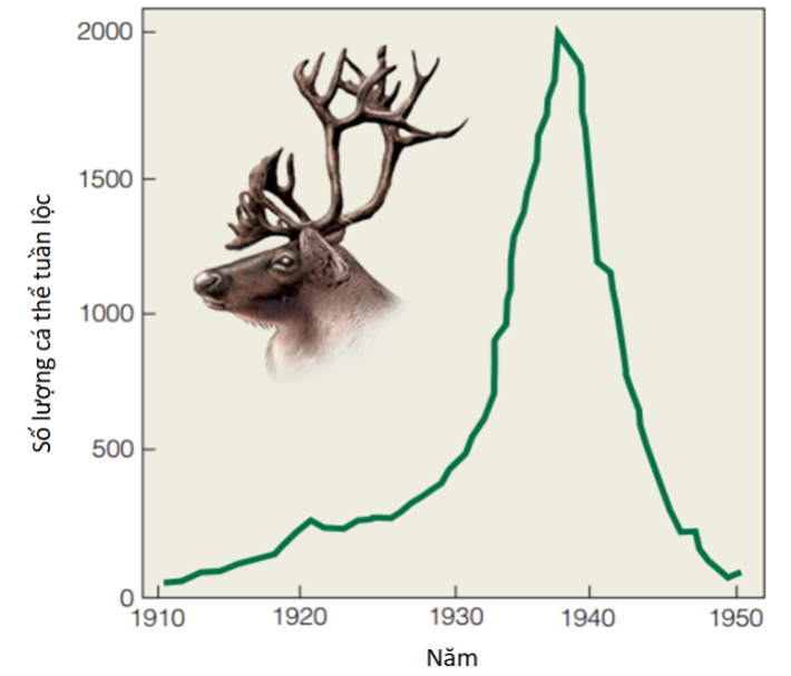 Vào mùa thu năm 1911, chính phủ Hoa Kỳ đã đưa 25 con tuần lộc (Rangifer tarandus) gồm 4 con đực và 21 con cái đến đảo St. Paul, nơi vốn chưa từng có sự hiện diện của tuần lộc, để cung cấp cho cộng đồng dân cư bản địa một nguồn thịt tươi lâu dài. (ảnh 1)