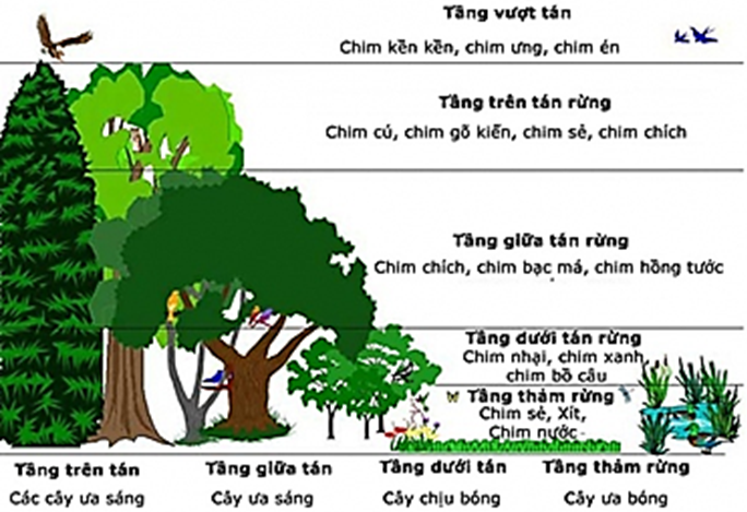 Khi nghiên cứu về sự phân tầng của sinh vật trong quần xã rừng mưa nhiệt đới (hình minh họa) một bạn học sinh đã có những nhận định sau:     (1). Sự phân tầng theo phương thẳng đứng là đặc trưng về cấu trúc không gian của quần xã rừng mưa nhiệt đới.  (ảnh 1)