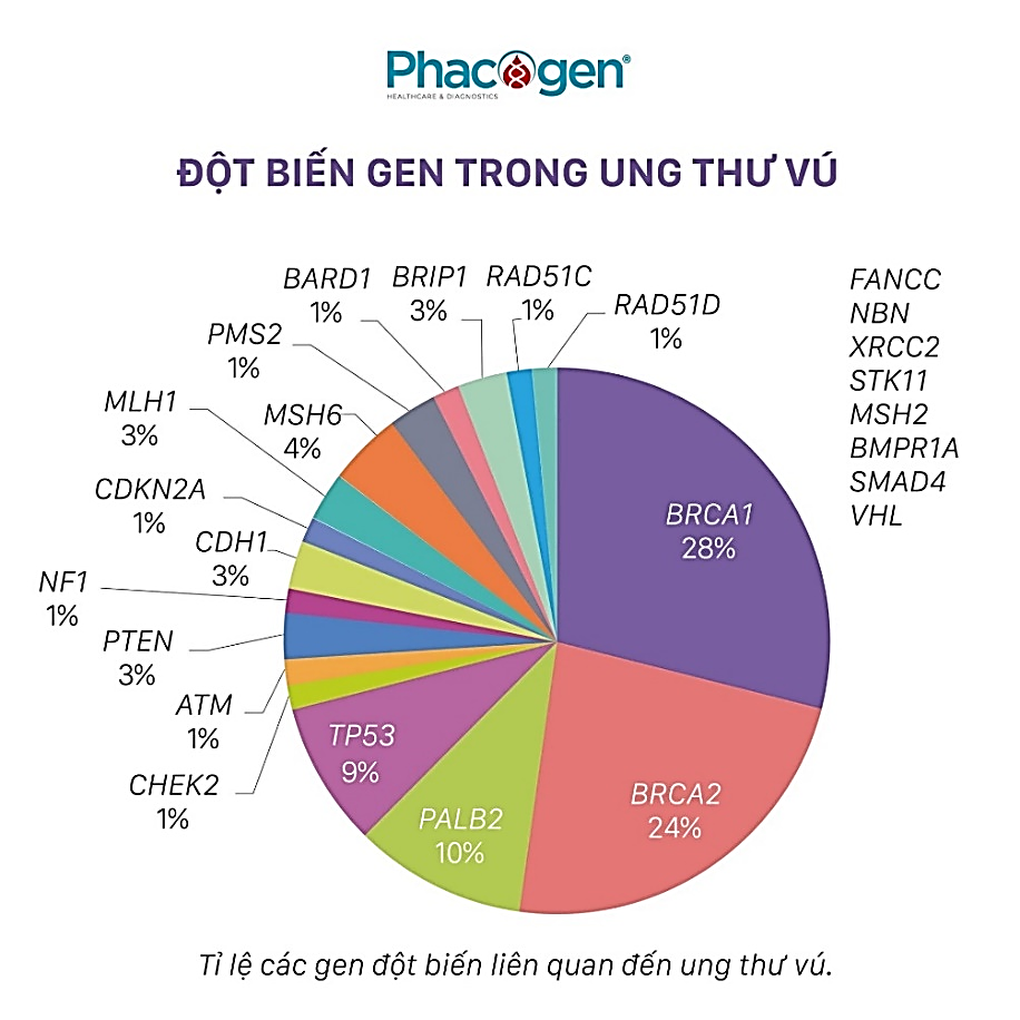 BRCA1 và BRCA2 là gene có nhiệm vụ tạo ra protein ức chế khối u. Những protein này giúp sửa chữa DNA bị hỏng, do đó hai gene BRCA đóng vai trò trong việc đảm bảo sự ổn định của vật liệu di truyền.  (ảnh 1)