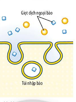 Hình 1 thể hiện sự vận chuyển chất qua màng tế bào theo phương thức nào sau đây?   (ảnh 1)
