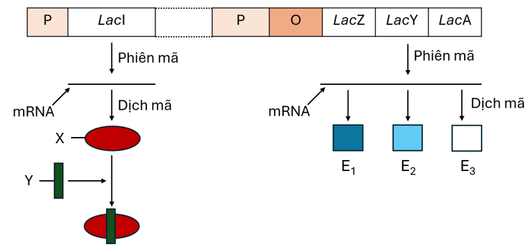 Hình sau đây mô tả hoạt động của Operon Lac ở vi khuẩn E.coli trong môi trường nuôi cấy. Phân tích hình và cho biết phát biểu nào sau đây là chính xác? (ảnh 1)