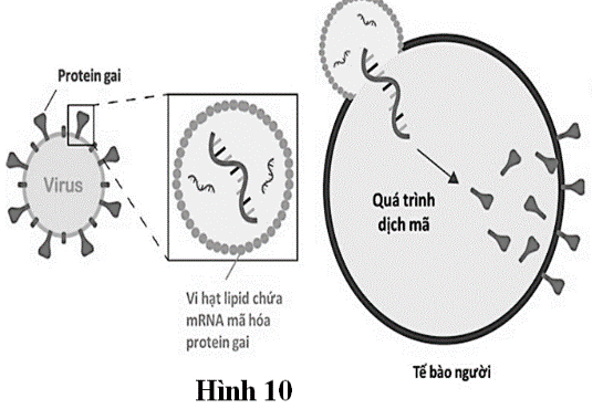 Vaccine mRNA là một loại vaccine sử dụng một đoạn mRNA mang thông tin mã hóa cho protein bề mặt của virus, nhất là các protein tham gia vào quá trình xâm nhiễm vào tế bào, để điều hướng bộ máy (ảnh 1)