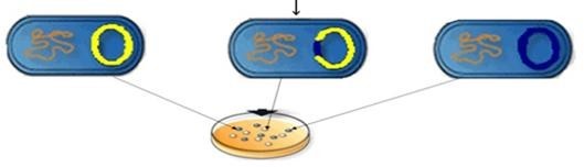 Hình 4 mô tả quá trình nào của công nghệ DNA tái tổ hợp?? Hình 4 A. Kĩ thuật cắt gene. B. Chuyển dòng DNA tái tổ hợp. C. Phân lập dòng DNA tái tổ hợp. D. Tạo dòng DNA tái tổ hợp. (ảnh 1)