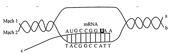 Sơ đồ dưới đây mô tả một giai đoạn của cơ chế di truyền diễn ra trong tế bào. Phát biểu nào sau đây đúng? (ảnh 1)
