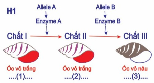 Sơ đồ thí mô tả thí nghiệm: hai gene không alelle (A/a, B/b) quy định enzyme tham gia vào con đường chuyển hóa tạo ra màu vỏ ốc Physa heterostroha, hai gene này nằm trên hai cặp NST khác nhau: (ảnh 1)