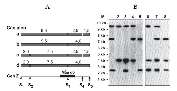 Một gene Z ở dê có kích thước 13,5 kb gồm 4 allele a, b, c và d. Các allele này khác nhau ở các đột biến điểm làm mất hoặc thêm vị trí giới hạn của enzyme SpeI (vị trí S2 và S4, hình A). (ảnh 1)