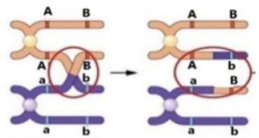 Nhận định nào dưới đây đúng khi nói về hoạt động của một NST trong quá trình giảm phân tạo giao tử được mô tả ở hình bên dưới? (ảnh 1)