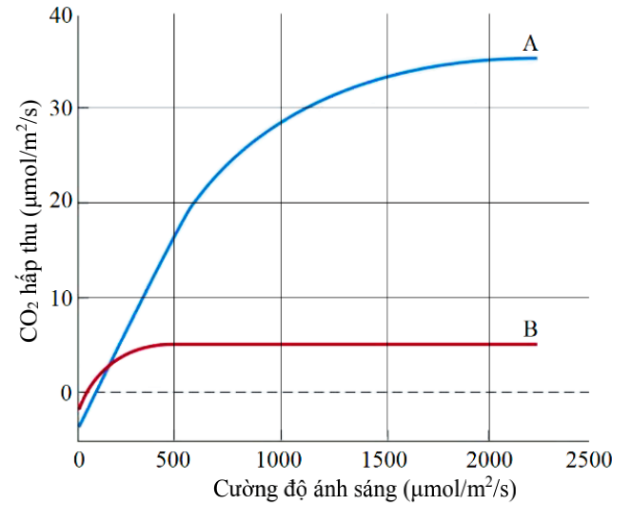 Đồ thị dưới đây thể hiện lượng CO2 hấp thụ qua quang hợp ở cây rau dền đỏ (Amaranthus tricolor). Ở cường độ ánh sáng dưới 200 μmol/m²/s, khi nói về lợi thế trong việc hấp thụ CO₂, nhận định nào sau đây đúng? (ảnh 1)