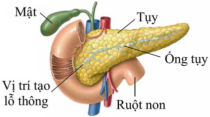 Một nhà khoa học đã lập lại một thí nghiệm tương tự thí nghiệm của Claude Bernard nghiên cứu về dịch tiêu hoá của tuyến tuỵ, được tiến hành như sau: (ảnh 1)