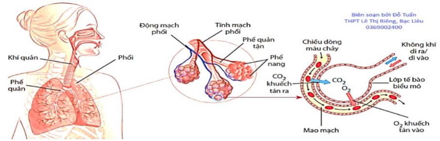 Hình sau đây mô tả quá trình trao đổi khí ở người. (ảnh 1)